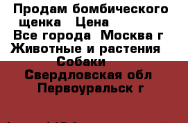 Продам бомбического щенка › Цена ­ 30 000 - Все города, Москва г. Животные и растения » Собаки   . Свердловская обл.,Первоуральск г.